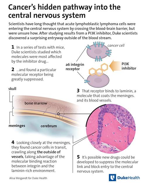 How Does Leukemia Affect the Nervous System in Adults?